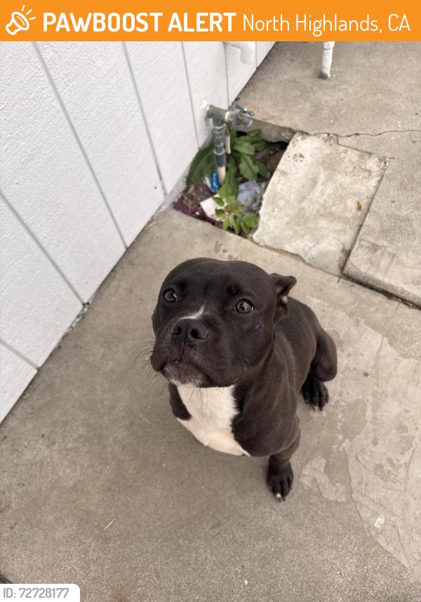Found/Stray Male Dog last seen Near elkhorn blvd , North Highlands, CA 95660