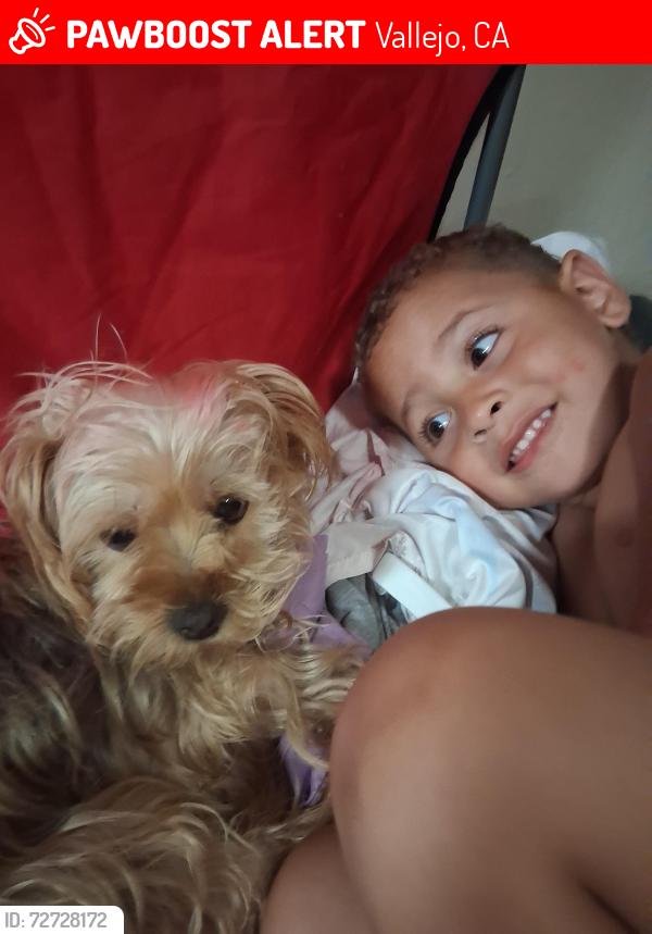 Lost Female Dog last seen Magazine and Sonoma , Vallejo, CA 94590
