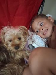 Lost Female Dog last seen Magazine and Sonoma , Vallejo, CA 94590