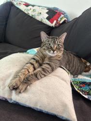 Lost Female Cat last seen Atkinson ave and Crenshaw street. Kittery street. , Castle Rock, CO 80104