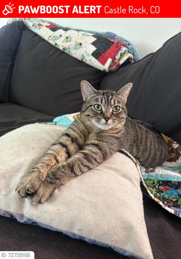 Lost Female Cat last seen Atkinson ave and Crenshaw street. Kittery street. , Castle Rock, CO 80104