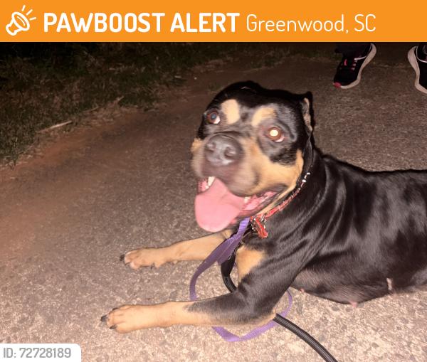 Found/Stray Female Dog last seen Piedmont Tech, Greenwood, SC 29646