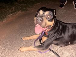 Found/Stray Female Dog last seen Piedmont Tech, Greenwood, SC 29646