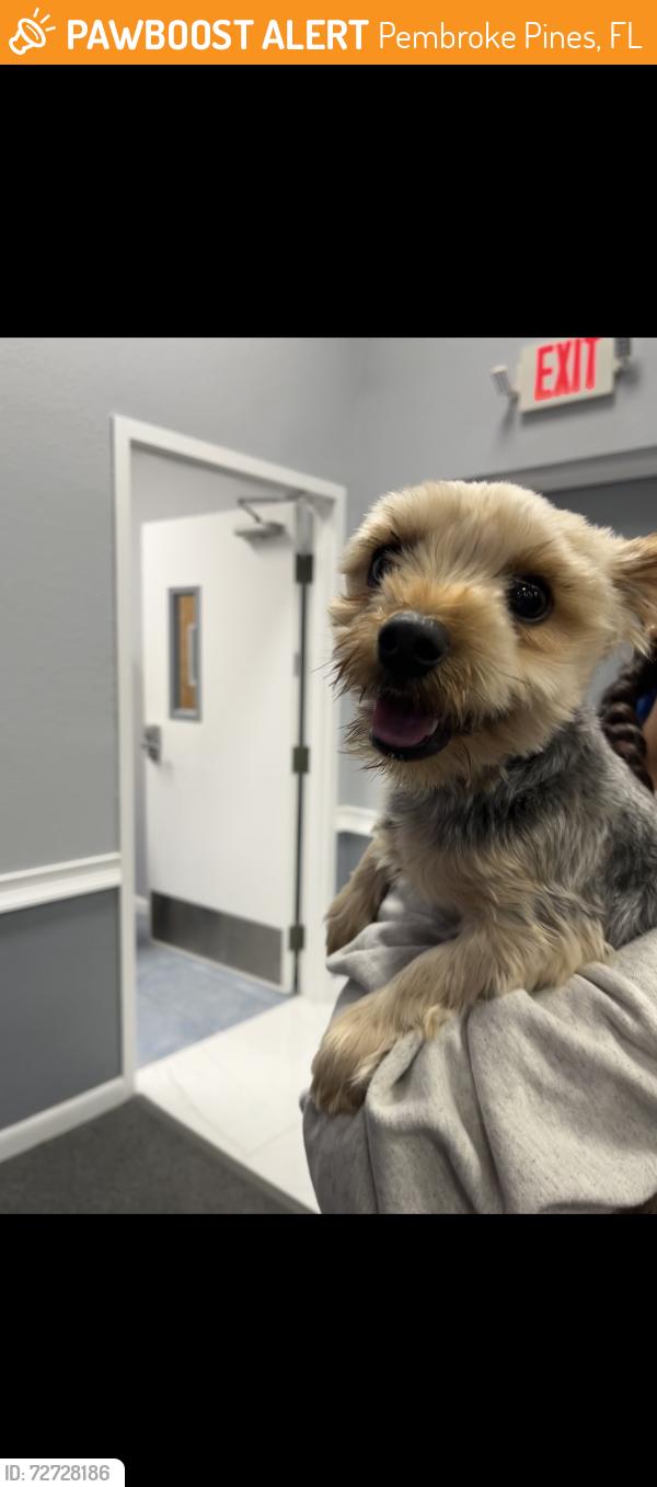 Found/Stray Male Dog last seen Lo encontraron caminando por la calle cerca de Pembroke Pines y Hollywood , Pembroke Pines, FL 33025
