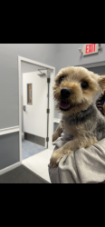 Found/Stray Male Dog last seen Lo encontraron caminando por la calle cerca de Pembroke Pines y Hollywood , Pembroke Pines, FL 33025