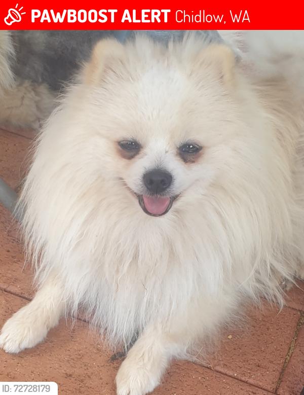 Lost Male Dog last seen Wallaby Street , Chidlow, WA 6556
