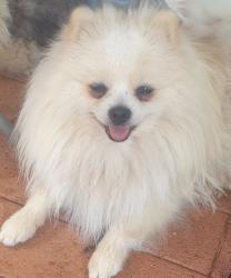 Lost Male Dog last seen Wallaby Street , Chidlow, WA 6556