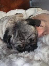 Lost Female Dog last seen Sunset rd sw and Avenida Cesar Chavez (5 points area), Albuquerque, NM 87105