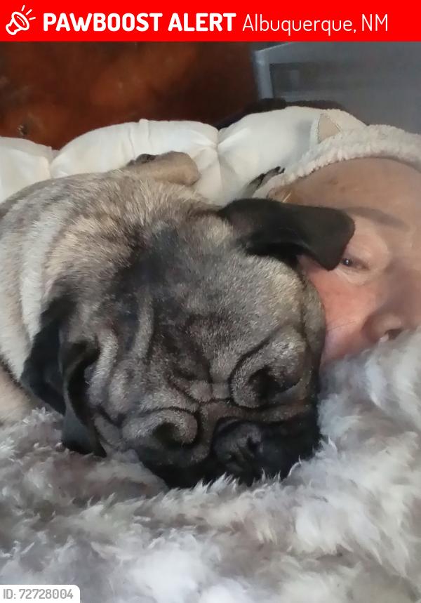 Lost Female Dog last seen Sunset rd sw and Avenida Cesar Chavez (5 points area), Albuquerque, NM 87105