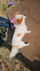 Found/Stray Male Dog last seen 40th St East Ave s Palmdale ca, Palmdale, CA 93550
