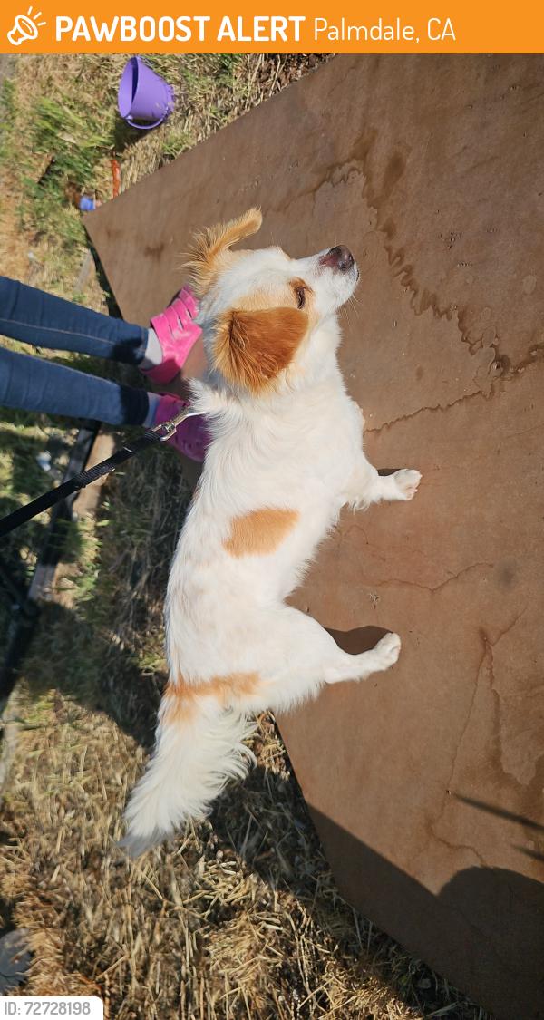 Found/Stray Male Dog last seen 40th St East Ave s Palmdale ca, Palmdale, CA 93550