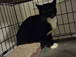 Found/Stray Female Cat last seen Vandalia & Groometown Road, Greensboro, NC 27407