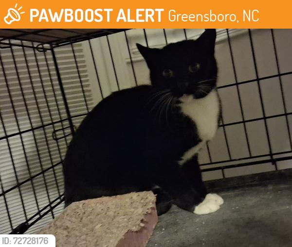 Found/Stray Female Cat last seen Vandalia & Groometown Road, Greensboro, NC 27407