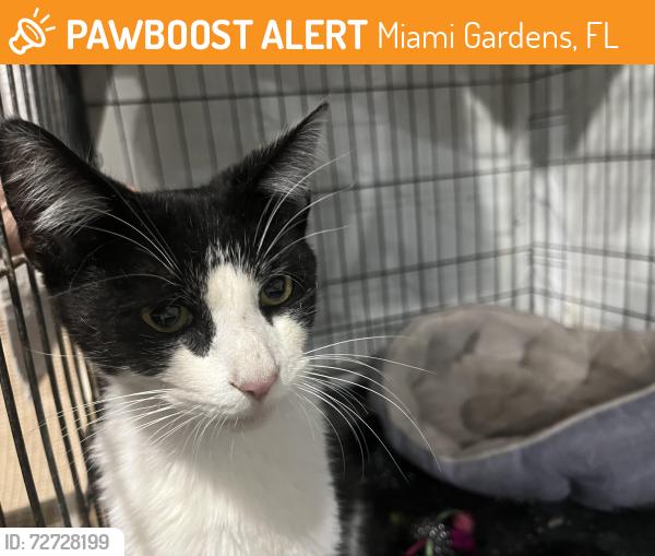 Found/Stray Female Cat last seen 37th nw and 209th terr, Miami Gardens, FL 33055