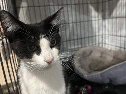 Found/Stray Female Cat last seen 37th nw and 209th terr, Miami Gardens, FL 33055
