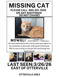 Lost Male Cat last seen Elkstown Rd, Otterville, MO 65348