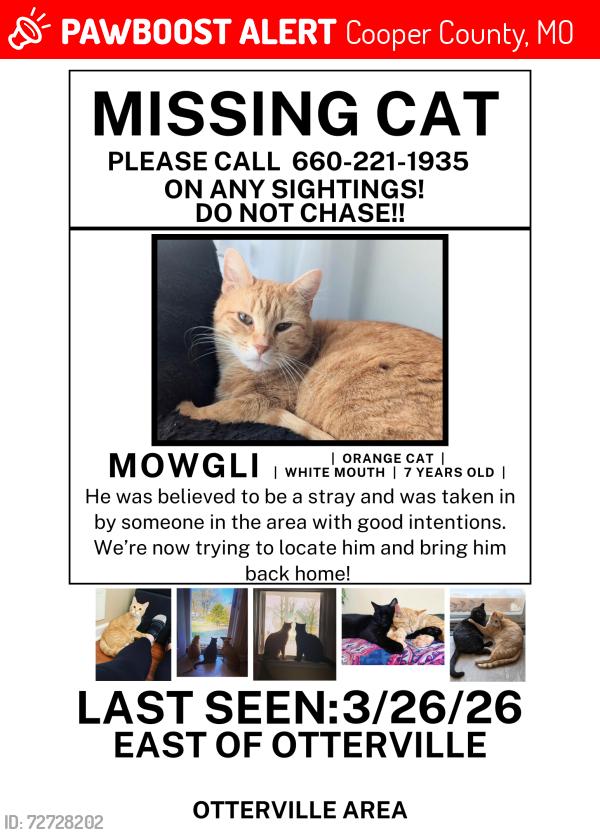 Lost Male Cat last seen Elkstown Rd, Otterville, MO 65348