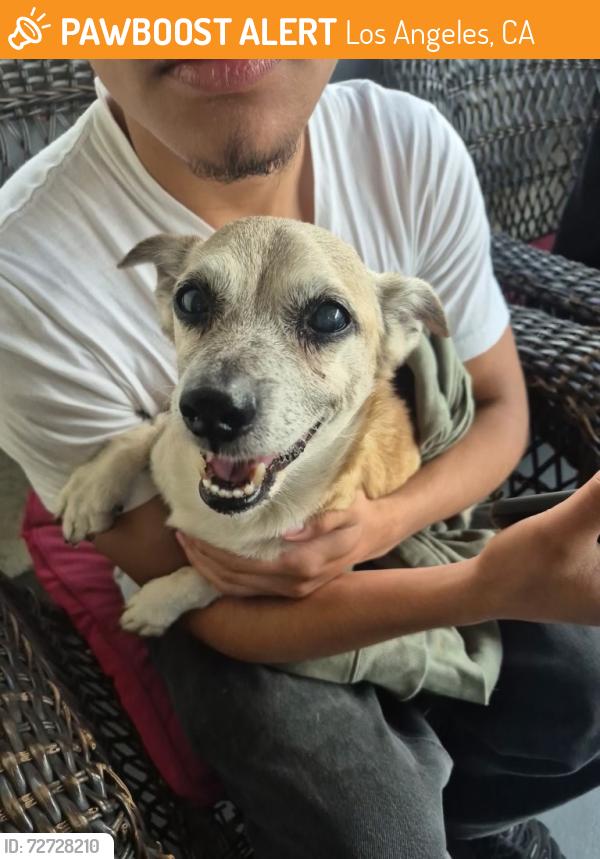 Found/Stray Male Dog last seen By the post office, Los Angeles, CA 90006