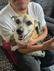 Found/Stray Male Dog last seen By the post office, Los Angeles, CA 90006