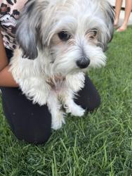 Found/Stray Female Dog last seen Kendall and University , San Bernardino, CA 92407