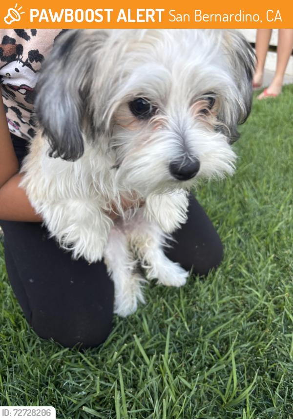 Found/Stray Female Dog last seen Kendall and University , San Bernardino, CA 92407