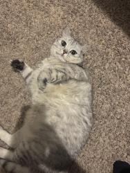 Lost Male Cat last seen Near Carmel Dr, Keller TX 76248, Keller, TX 76248