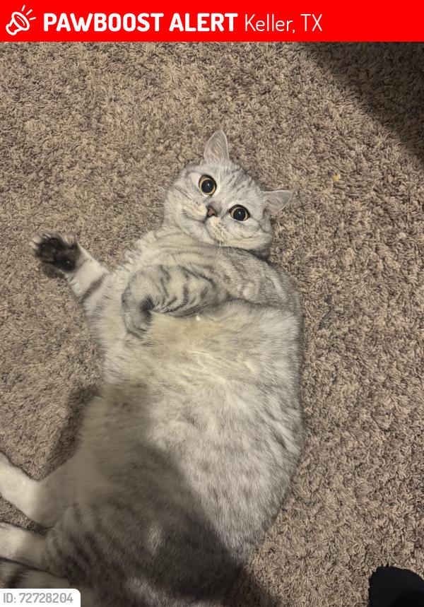 Lost Male Cat last seen Near Carmel Dr, Keller TX 76248, Keller, TX 76248