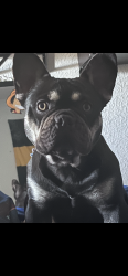 Lost Female Dog last seen Davis st and preda st, San Leandro, CA 94577