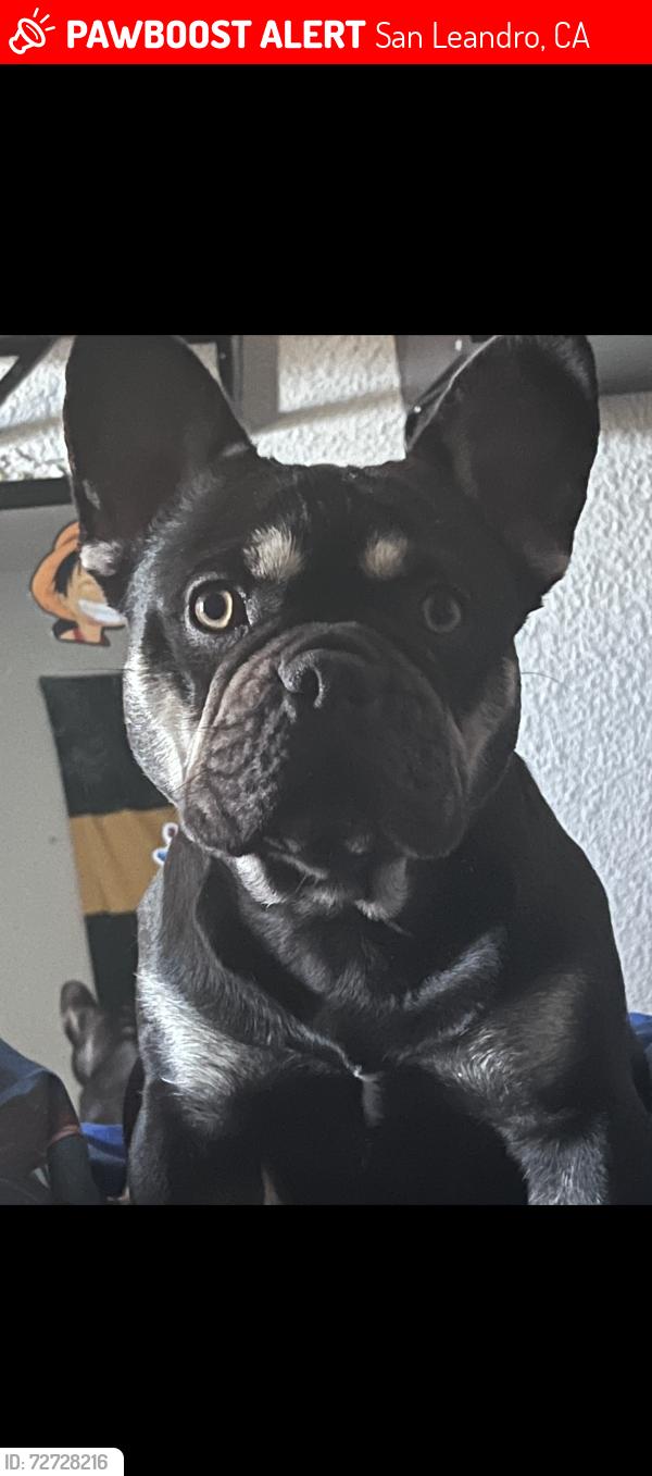 Lost Female Dog last seen Davis st and preda st, San Leandro, CA 94577