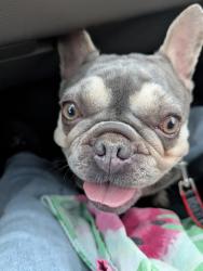 Found/Stray Female Dog last seen Gagos, Modesto, CA 95356