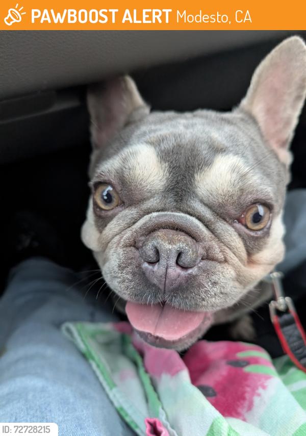 Found/Stray Female Dog last seen Gagos, Modesto, CA 95356