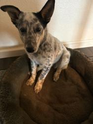 Found/Stray Male Dog last seen W 2nd St, Rio Linda, CA, Rio Linda, CA 95673