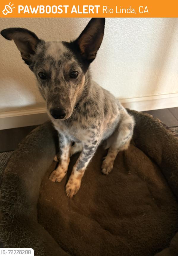 Found/Stray Male Dog last seen W 2nd St, Rio Linda, CA, Rio Linda, CA 95673