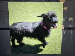 Lost Female Dog last seen Florence Ave. And Miramonte Blvd., Los Angeles, CA 90001