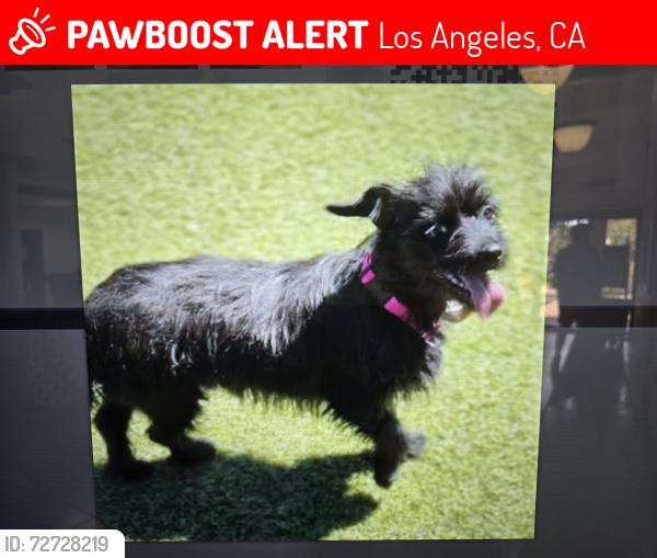 Lost Female Dog last seen Florence Ave. And Miramonte Blvd., Los Angeles, CA 90001