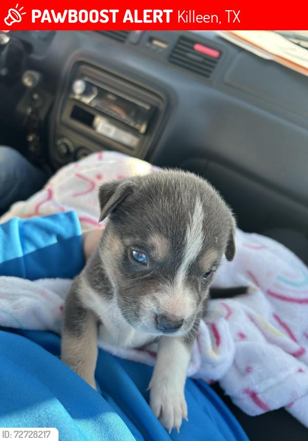 Lost Female Dog last seen Robert M shoemaker high school , Killeen, TX 76549