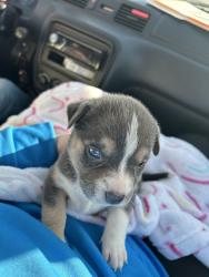 Lost Female Dog last seen Robert M shoemaker high school , Killeen, TX 76549
