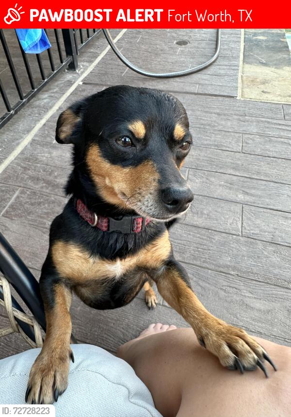 Lost Male Dog last seen Annie Street, Fort Worth, TX 76104