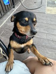 Lost Male Dog last seen Annie Street, Fort Worth, TX 76104
