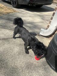 Lost Male Dog last seen Six flags park way , Austell, GA 30168