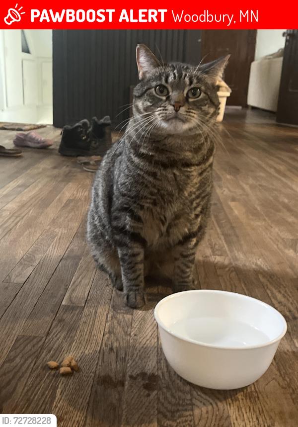 Lost Male Cat last seen Near the speedway , Woodbury, MN 55125