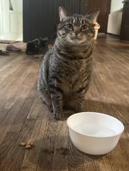 Lost Male Cat last seen Near the speedway , Woodbury, MN 55125