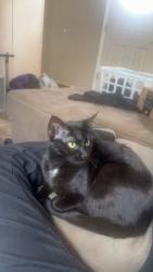 Lost Female Cat last seen Deer run drive honey brook Pennsylvania , Honey Brook Township, PA 19344