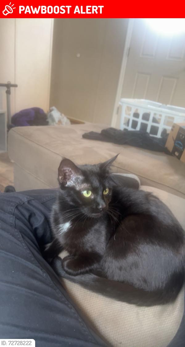 Lost Female Cat last seen Deer run drive honey brook Pennsylvania , Honey Brook Township, PA 19344