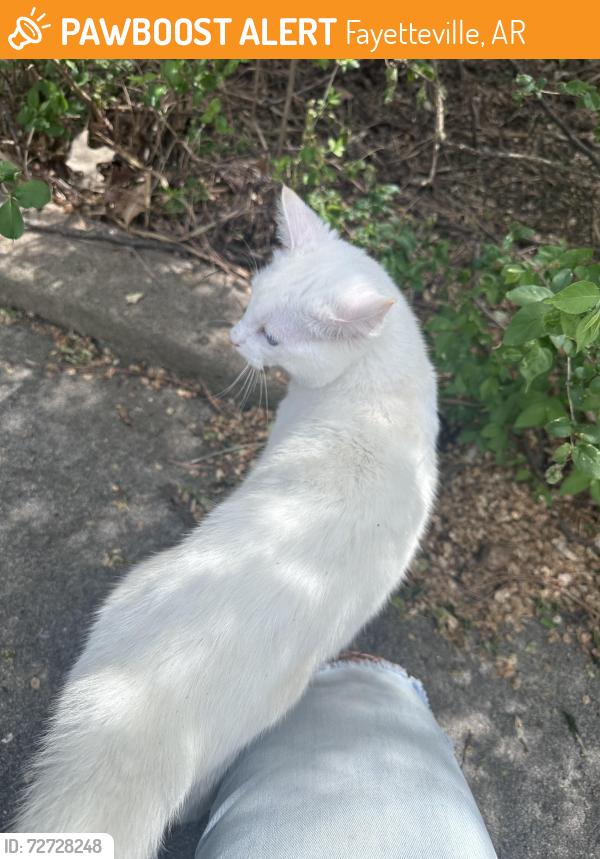 Found/Stray Male Cat last seen Montessori School, Fayetteville, AR 72703