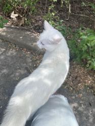 Found/Stray Male Cat last seen Montessori School, Fayetteville, AR 72703