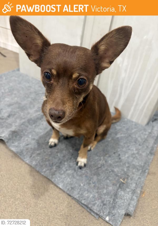 Found/Stray Male Dog last seen Mockingbird between Sam Houston and John Stockbauer near the apmt complexes, Victoria, TX 77901