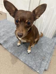 Found/Stray Male Dog last seen Mockingbird between Sam Houston and John Stockbauer near the apmt complexes, Victoria, TX 77901