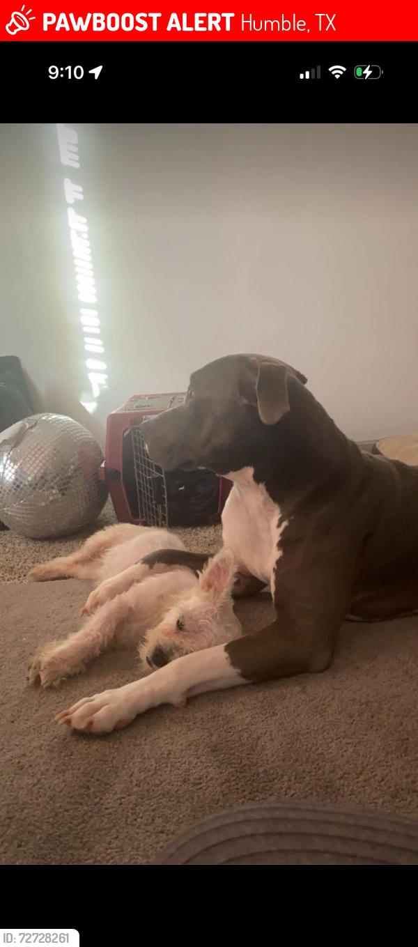 Lost Male Dog last seen Cypress point, Humble, TX 77338