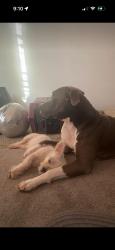 Lost Male Dog last seen Cypress point, Humble, TX 77338